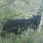 Cow in Nevada