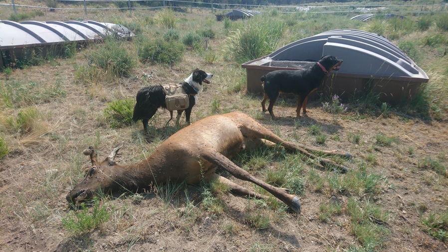 dogs standing next to dead elk at a nevada guzzler