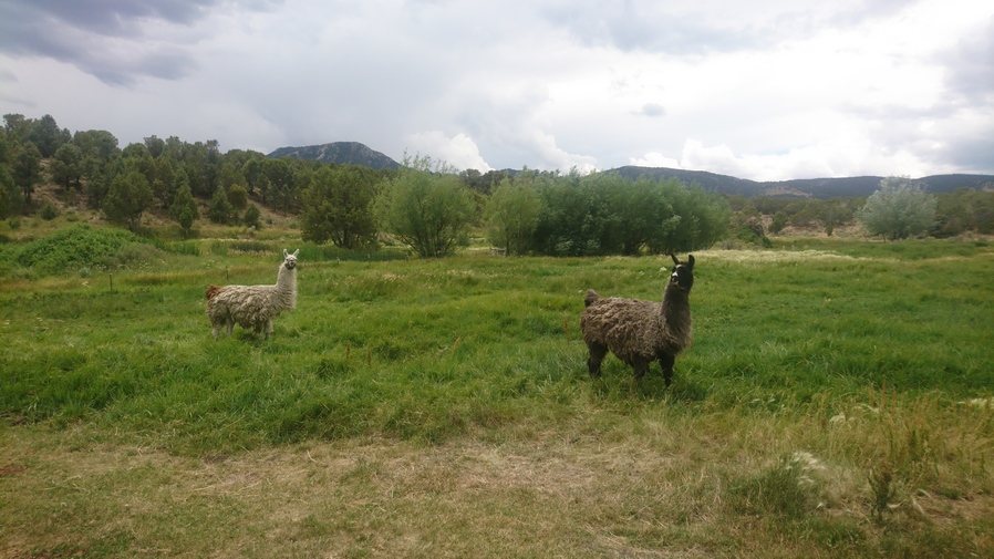 two llama in pasture of nevada ranch