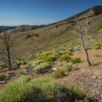 Basin and Range Trail Thru Hike Section 8 0134
