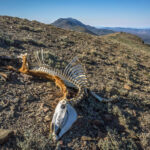 Horse Skeleton in Nevada