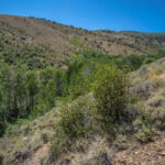 Basin and Range Trail Thru hike Section 6 118