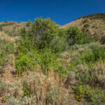 Basin and Range Trail Thru hike Section 9 0185