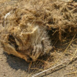 Dead Bobcat Crascass Along Dirt Road in Nevada