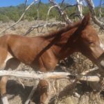 Young Sick Horse Stuck in Tree