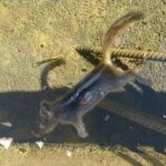 Dead Chipmunk in Trough Water