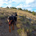 Hiking With Dogs in Nevada