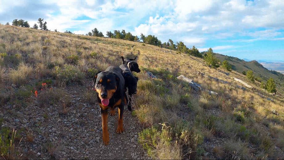 hiking with dogs in the pequop mountains nevada
