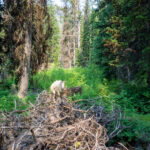 He Devil Summit Hike – Seven Devils Mountains, Idaho 0002