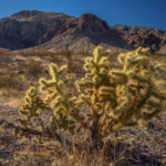 Mojave-Sonoran Trail Thru Hike Section 1 – Valley of Fire 213