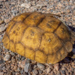 Desert Tortoise Shell