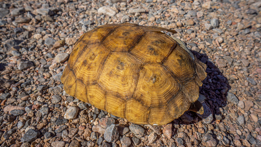 hiker find desert tortoise shell in nevada desert