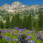 Purple Wildflowers in Minam Valley, Wallowa Mountains, Oregon