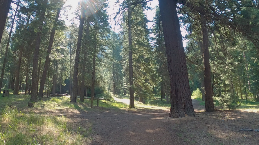 hiking through pine forest near the wallowa lake trailhead oregon