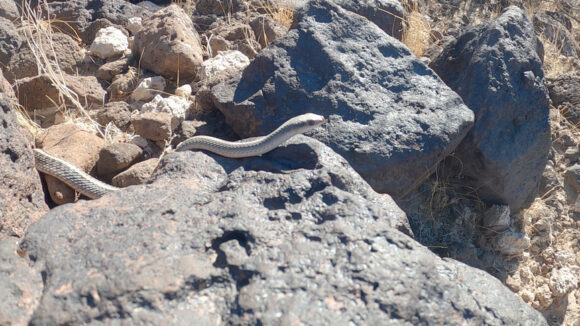 a snake in the rocks in the eldorado mountains, nevada