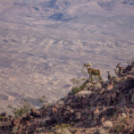 Big Horn Sheep, Black Mountains, Nevada