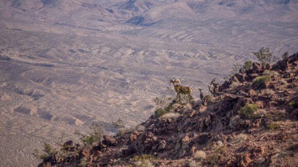 herd of big horn sheep in the balck range, jimbilnan wilderness, nevada