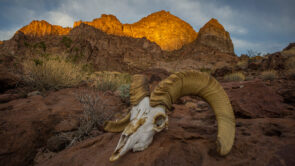 large bighorn sheep skull in desert canyon at sunset