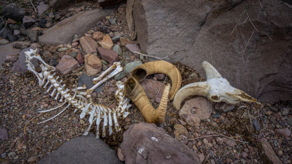 big horn sheep skeleton and horns