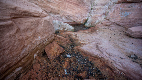 animal feces along the edges of a desert spring in nevada