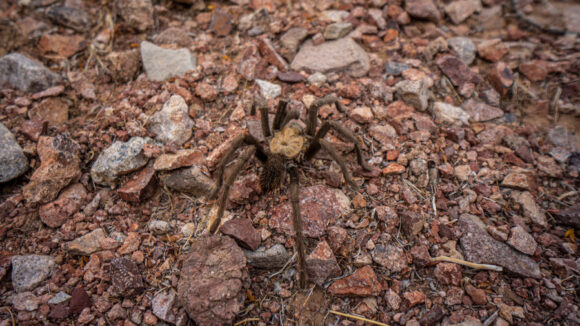 tarantula at gold strike hot springs hiking trail nevada