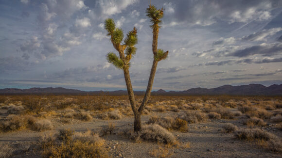 lone joshua tree in eldorado valley nevada mojave desert