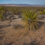 Mojave-Sonoran Trail Thru Hike Section 4 – Boulder City to Searclight 414