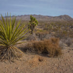 Mojave-Sonoran Trail Thru Hike Section 4 – Boulder City to Searclight 416