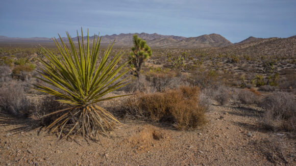 hiking eldorado valley mojave desert nevada