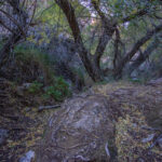 Mojave-Sonoran Trail Thru Hike Section 6 – Bullhead City to Lake Havasu 301