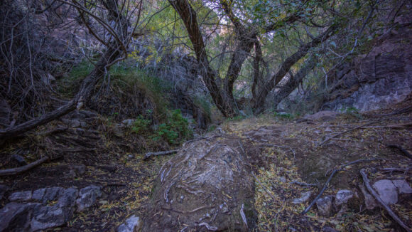 hiking mount nutt wilderness black range arizona