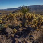 Mojave-Sonoran Trail Thru Hike Section 6 – Bullhead City to Lake Havasu 405