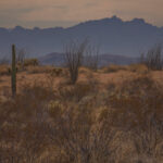 Mojave-Sonoran Trail Thru Hike S- East Cactus Plain Wilderness