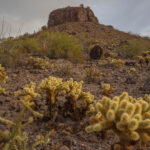 Mojave-Sonoran Trail Thru Hike Section 9 – Kofa Wilderness 160