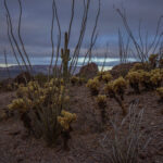 Mojave-Sonoran Trail Thru Hike Section 9 – Kofa Wilderness 169