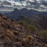 Mojave-Sonoran Trail Thru Hike Section 9 – Kofa Wilderness 223