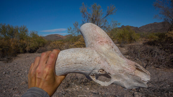 hiking arizona desert inbetween new water mountains and kofa mountains