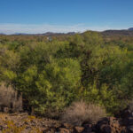 Mojave-Sonoran Trail Thru Hike Section 9 – Kofa Wilderness 248