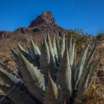 Mojave-Sonoran Trail Thru Hike Section 9 – Kofa Wilderness 315