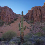 Mojave-Sonoran Trail Thru Hike Section 9 – Kofa Wilderness 374