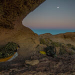 Mojave-Sonoran Trail Thru Hike Section 9 – Kofa Wilderness 425