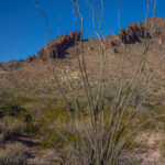 Mojave-Sonoran Trail Thru Hike Section 9 – Kofa Wilderness 453