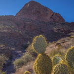 Mojave-Sonoran Trail Thru Hike Section 9 – Kofa Wilderness 483