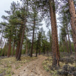 DSC03763-EditFromRAW_1