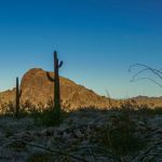Mojave-Sonoran Trail Thru Hike Section 9 – Kofa Wilderness 581